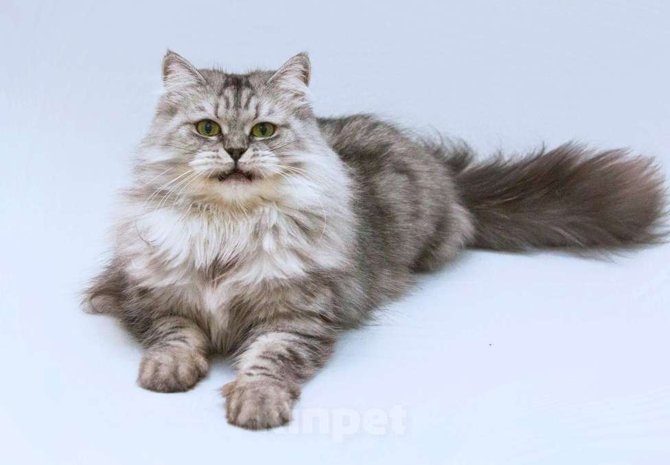 Кошки в Москве: Ласковая пушистая кошка Мисо в добрые руки Девочка, Бесплатно - фото 2