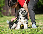 Собаки в Троицке: Малыш в добрые руки Мальчик, Бесплатно - фото 5