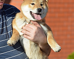 Собаки в Твери: Сиба ину щенки из питомника Kumiko yoshi мальчик РКФ Мальчик, Бесплатно - фото 2