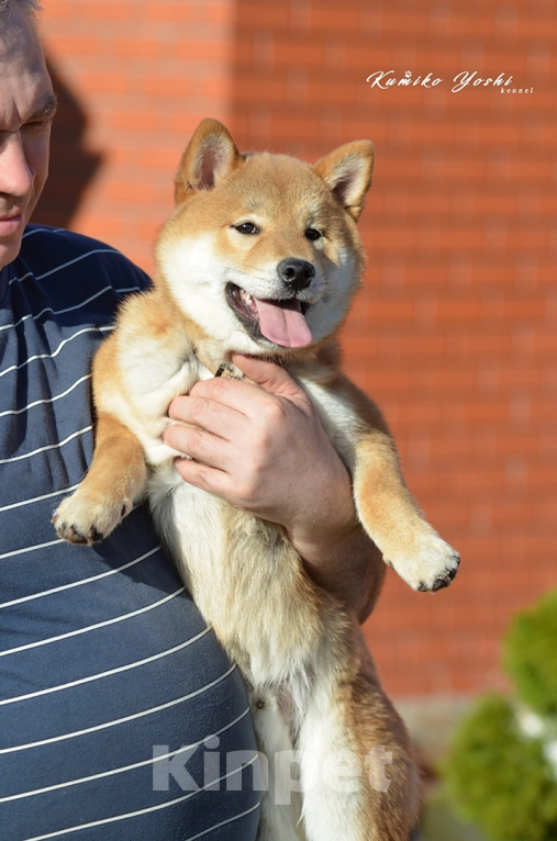 Собаки в Твери: Сиба ину щенки из питомника Kumiko yoshi мальчик РКФ Мальчик, Бесплатно - фото 2