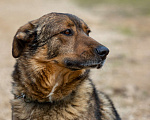 Собаки в Москве: Валик Мальчик, Бесплатно - фото 21
