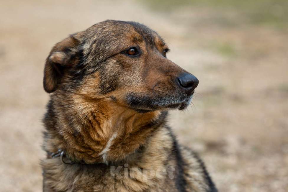 Собаки в Москве: Валик Мальчик, Бесплатно - фото 21
