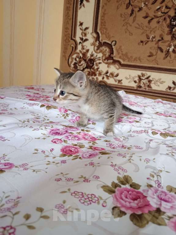 Кошки в Воронеже: Котенок Мальчик, Бесплатно - фото 1