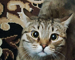 Кошки в Махачкале: ПРОПАЛА Кошечка (возраст около 1 года) Девочка, 1 000 руб. - фото 2