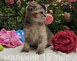 Кошки в Краснодаре: Котята золотая шиншилла Девочка, 15 000 руб. - фото 3