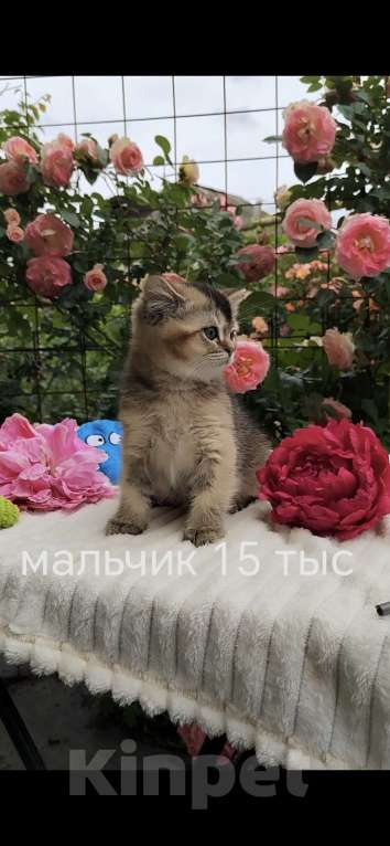 Кошки в Краснодаре: Котята золотая шиншилла Девочка, 15 000 руб. - фото 3