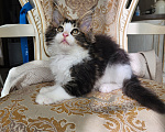 Кошки в Москве: Котята мейн-кун Мальчик, 30 000 руб. - фото 8