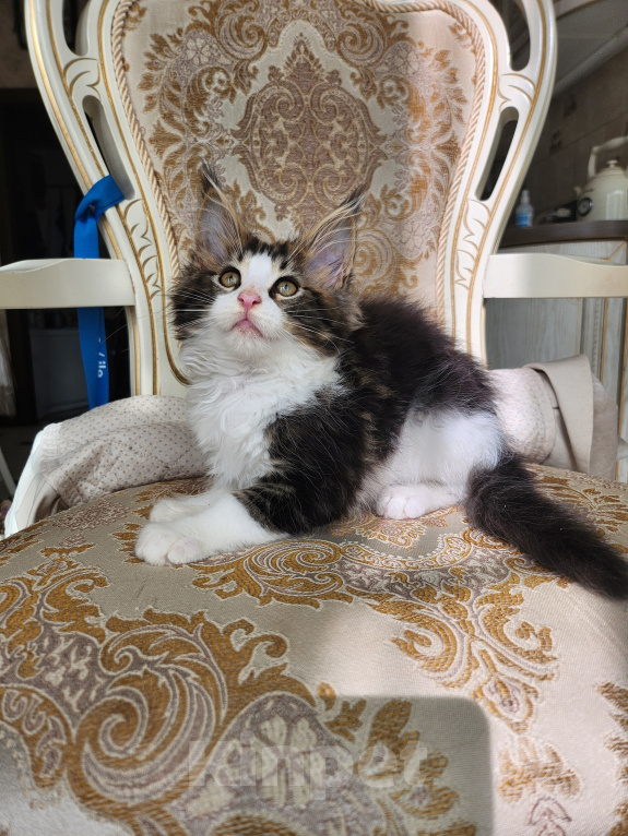 Кошки в Москве: Котята мейн-кун Мальчик, 30 000 руб. - фото 8