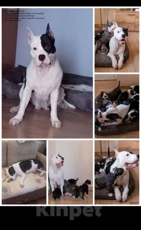 Собаки в Ивантеевке: Щенки от чемпионов Разнополые, 50 000 руб. - фото 10