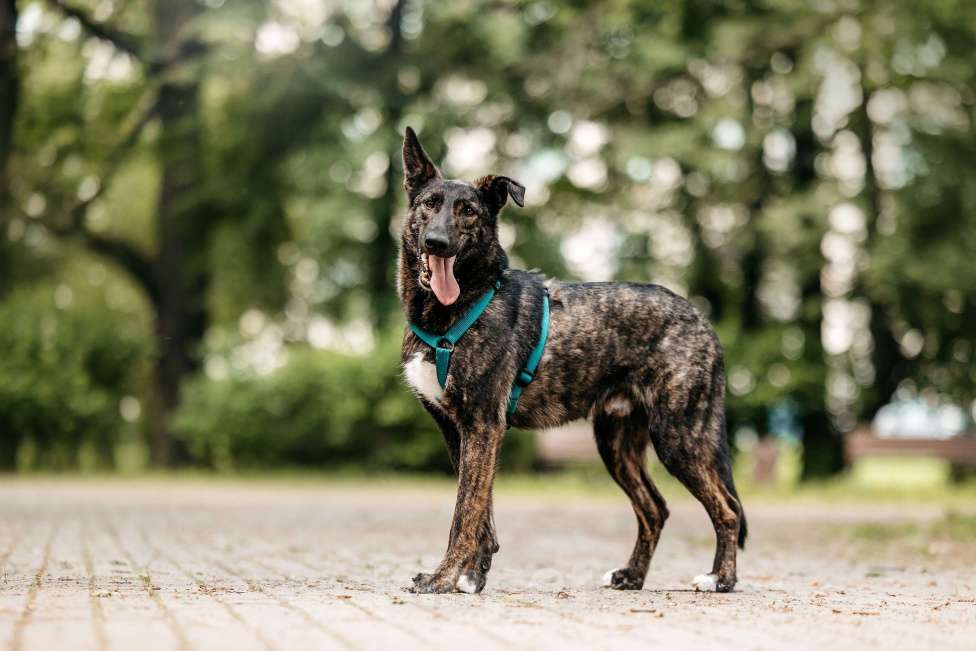 Собаки в Москве: Тигровый Орео в добрые руки Мальчик, Бесплатно - фото 3