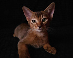 Кошки в Москве: Абиссинские котята Мальчик, 65 000 руб. - фото 4