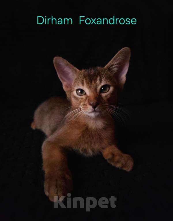 Кошки в Москве: Абиссинские котята Мальчик, 65 000 руб. - фото 4