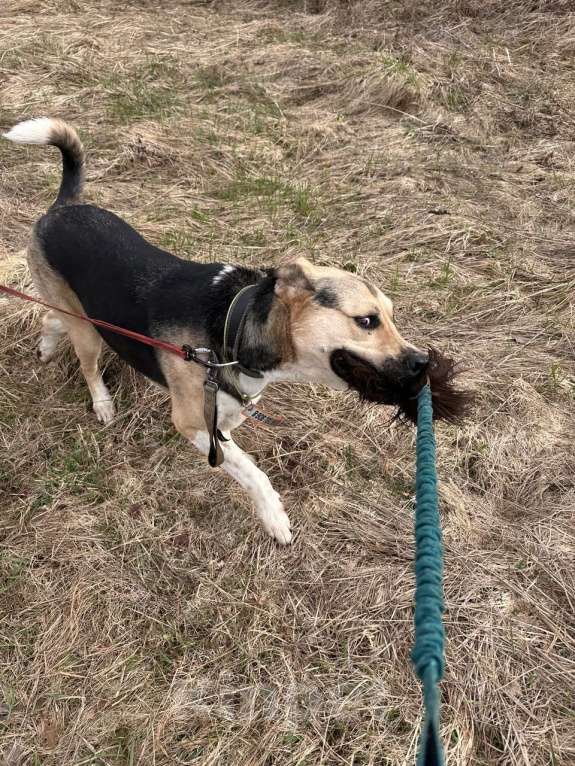 Собаки в Калуге: Крупная собака (лошадка) Хонда в добрые руки Девочка, Бесплатно - фото 5