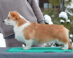 Собаки в Новосибирске: Высокопородный щенок вельш корги пемброк Девочка, Бесплатно - фото 9