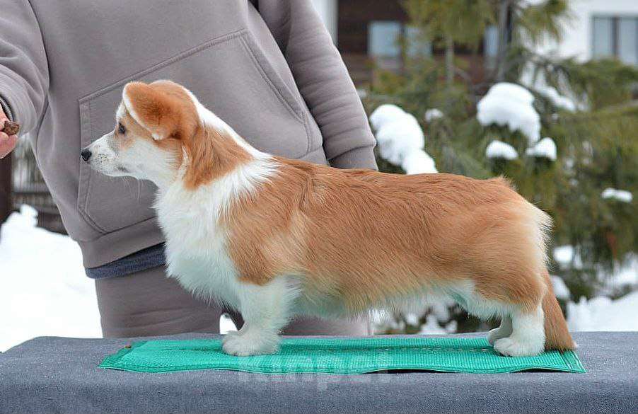Собаки в Новосибирске: Высокопородный щенок вельш корги пемброк Девочка, Бесплатно - фото 9
