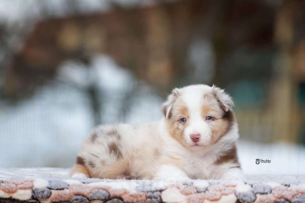 Собаки в Москве: Австралийская овчарка, аусси Девочка, 150 000 руб. - фото 8