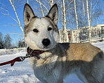 Собаки в Москве: Лайка в добрые руки Девочка, Бесплатно - фото 2