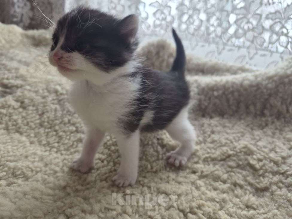 Кошки в Москве: Котята ищут дом Мальчик, Бесплатно - фото 5