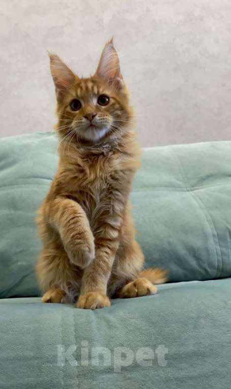 Кошки в Иркутске: Котенку мейн-кун, мальчик Мальчик, 40 000 руб. - фото 2