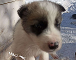 Собаки в Отрадном: Отдам в добрые руки Мальчик, Бесплатно - фото 1