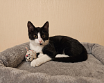Кошки в Одинцово: Котик в добрые руки Мальчик, Бесплатно - фото 2