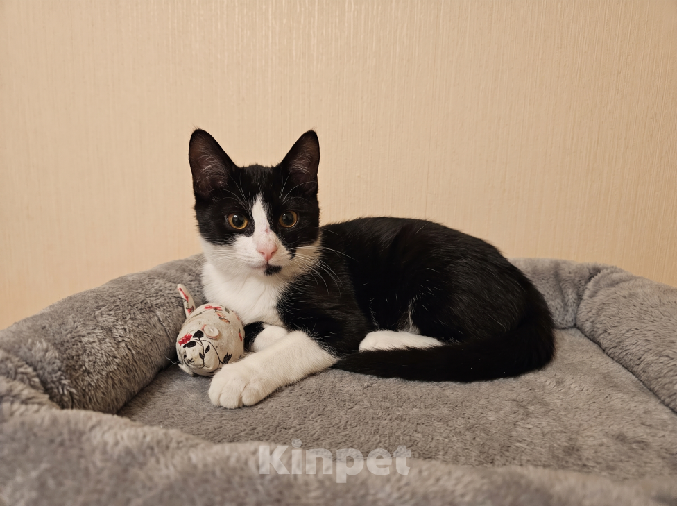 Кошки в Одинцово: Котик в добрые руки Мальчик, Бесплатно - фото 2