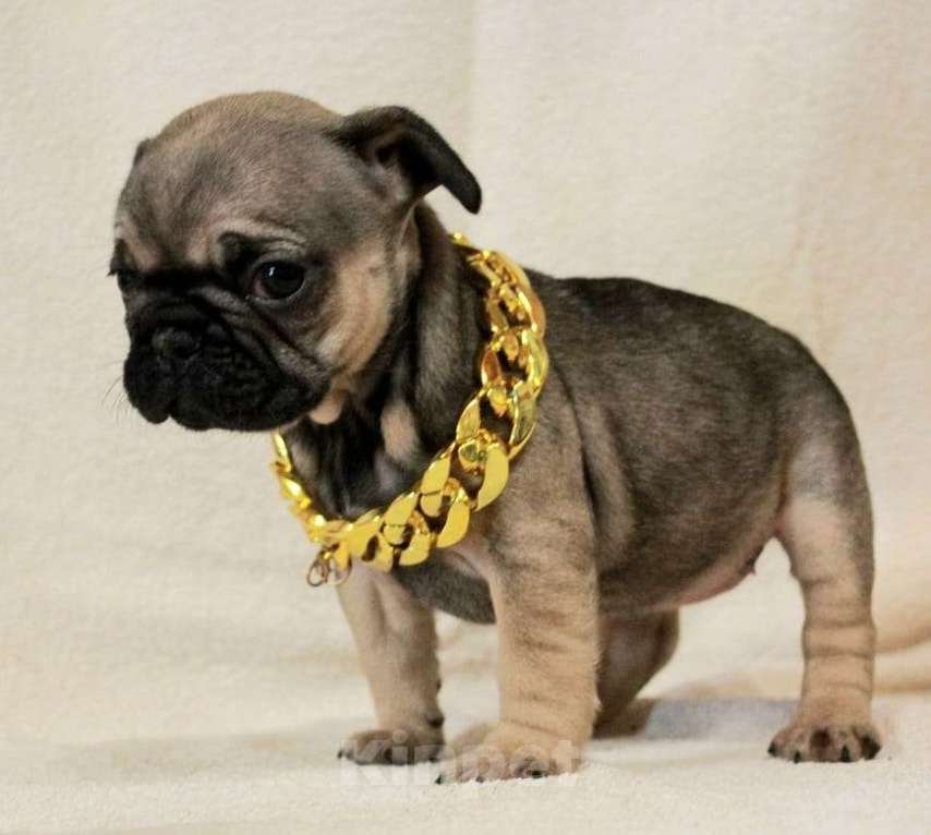 Собаки в Москве: Очаровательная девочка Девочка, 130 000 руб. - фото 3