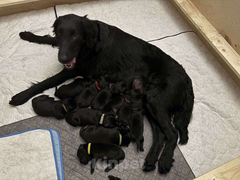 Собаки в Москве: Бронируем щенков поямошерсного ретривера флэт Мальчик, 75 000 руб. - фото 3