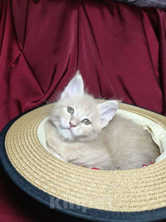 Кошки в Артеме: Кошечка Мейн-кун  Девочка, 35 000 руб. - фото 2