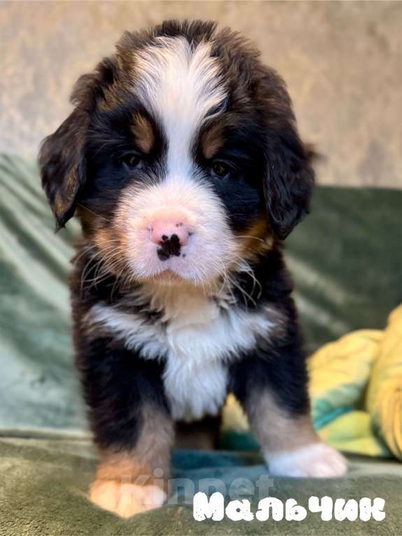 Собаки в Тюмени: Мальчик Мальчик, 25 000 руб. - фото 1