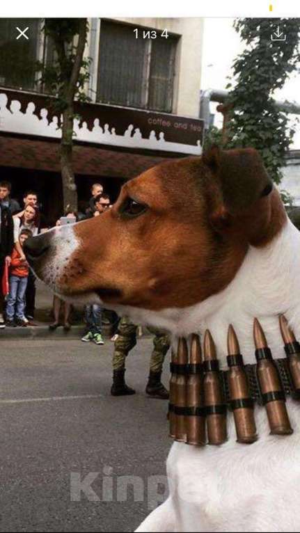Собаки в Краснодаре: Вязка Джек Рассел терьер, 1 руб. - фото 1
