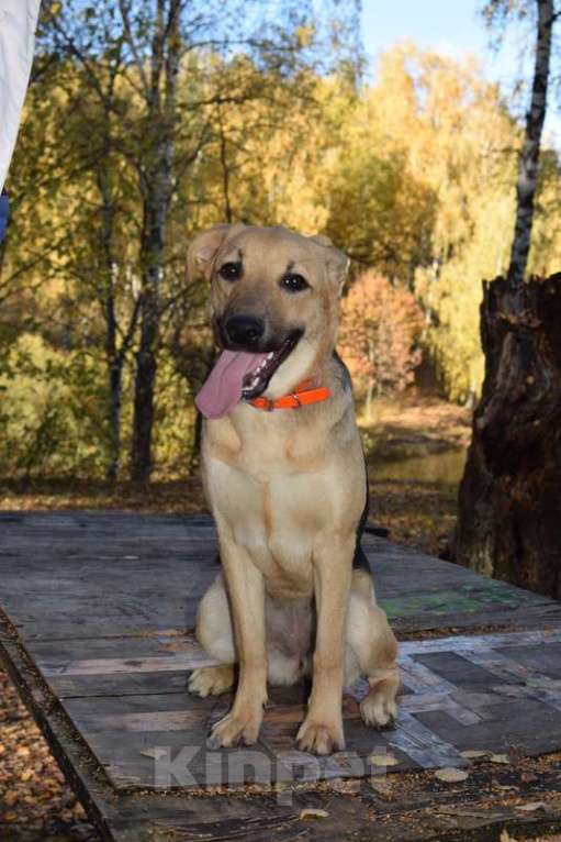 Собаки в Москве: Щенок Варюша ждет свою семью Девочка, 1 руб. - фото 2