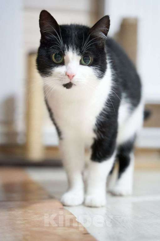 Кошки в Москве: Кошка Лакки в дар Девочка, Бесплатно - фото 3