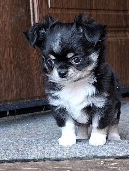 Собаки в других городах Калужской области: Девочка черный триколор Девочка, 65 000 руб. - фото 5