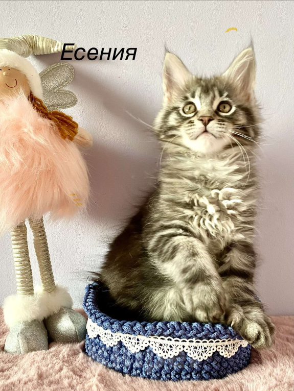 Кошки в Санкт-Петербурге: Котенок Мейн Кун девочка  Девочка, 45 000 руб. - фото 4