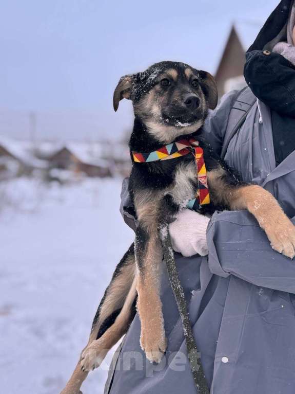 Собаки в Уфе: Щенок Девочка, 300 руб. - фото 7