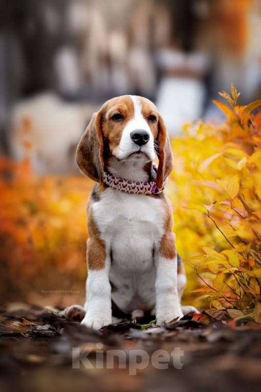 Собаки в других городах Московской области: Бигль, кобель 4 мес., РКФ Мальчик, Бесплатно - фото 3