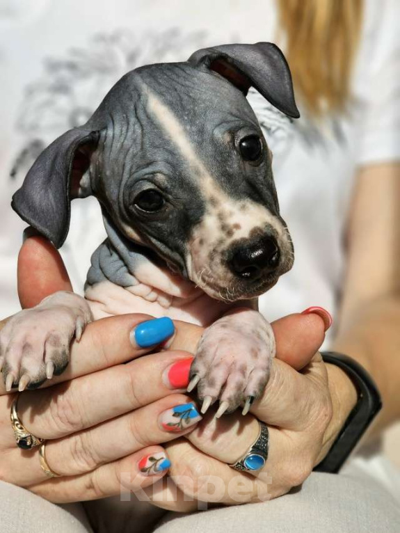 Собаки в Тольятти: Американский голый терьер мальчики Мальчик, 40 000 руб. - фото 8