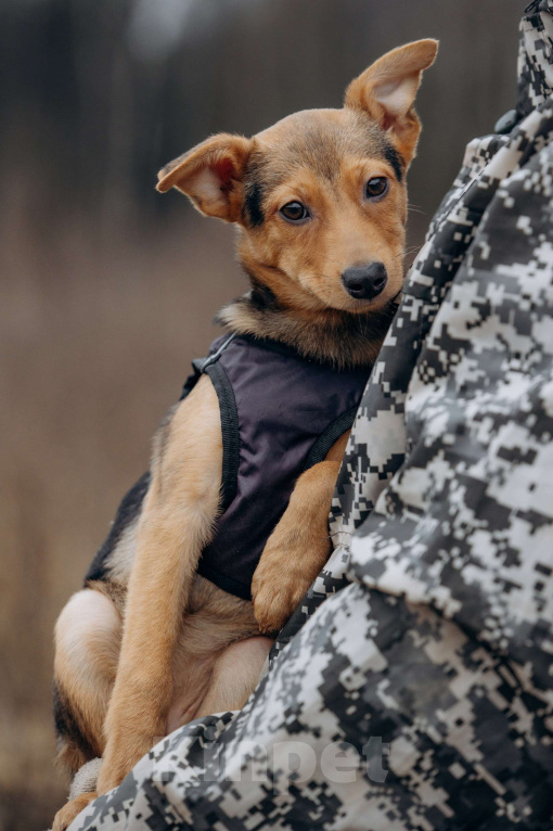 Собаки в Москве: Булка очень ищет семью! Девочка, Бесплатно - фото 8