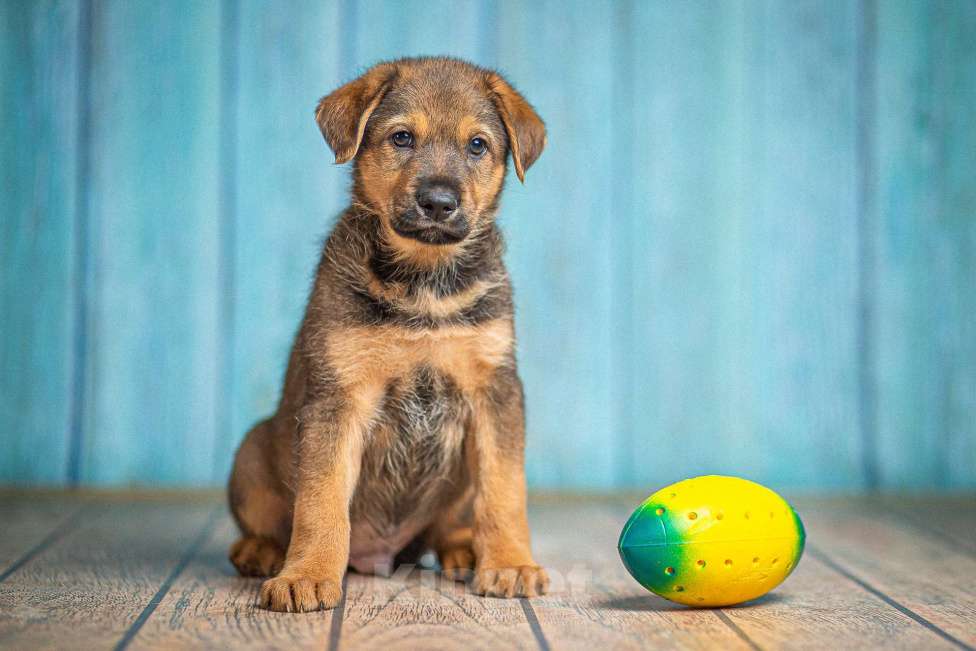 Собаки в Пушкино: Щенок в добрые руки Мальчик, 100 руб. - фото 3