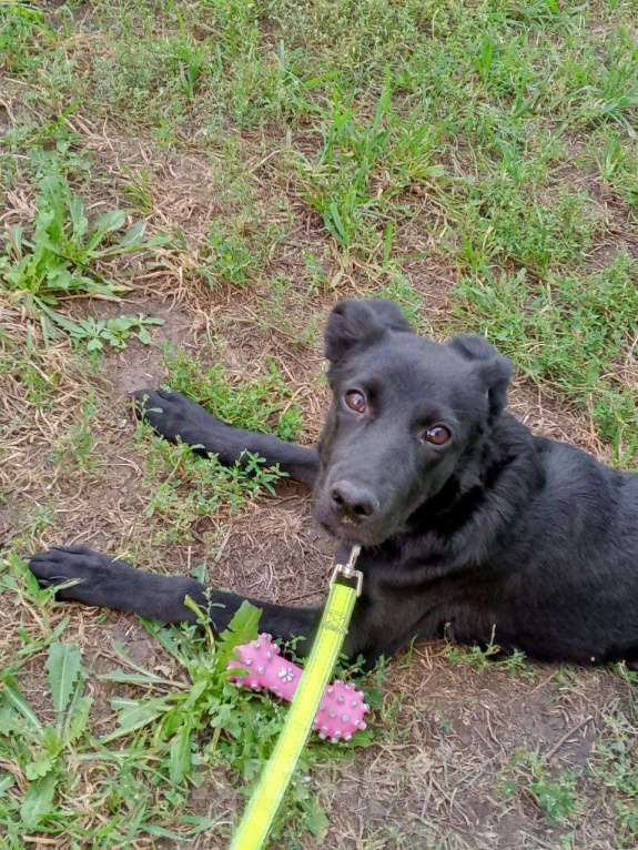 Собаки в Самаре: Щенок лабрадора Девочка, Бесплатно - фото 2