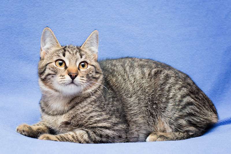 Кошки в Москве: Серый полосатый котенок Новелла в дар Девочка, 1 руб. - фото 4