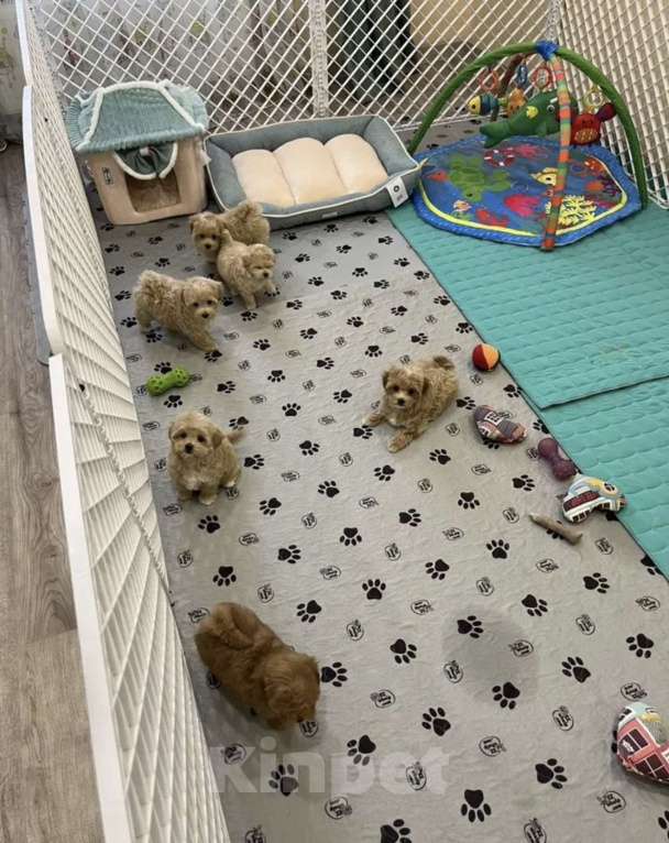 Собаки в Мытищах: Мальтипу щенки Девочка, Бесплатно - фото 1