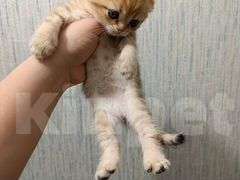 Кошки в других городах Челябинской области: Шотландский вислоухий короткошёрстный котёнок Мальчик, 12 000 руб. - фото 2