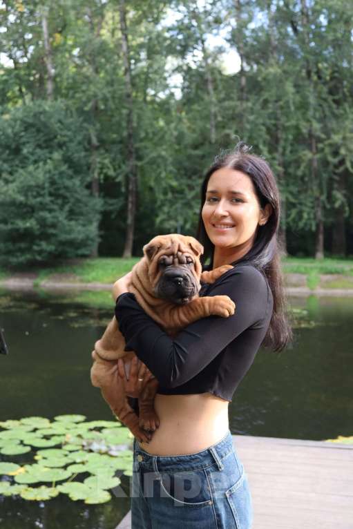 Собаки в Москве: Щенки шар-пей, девочки 2 мес Девочка, 55 000 руб. - фото 2