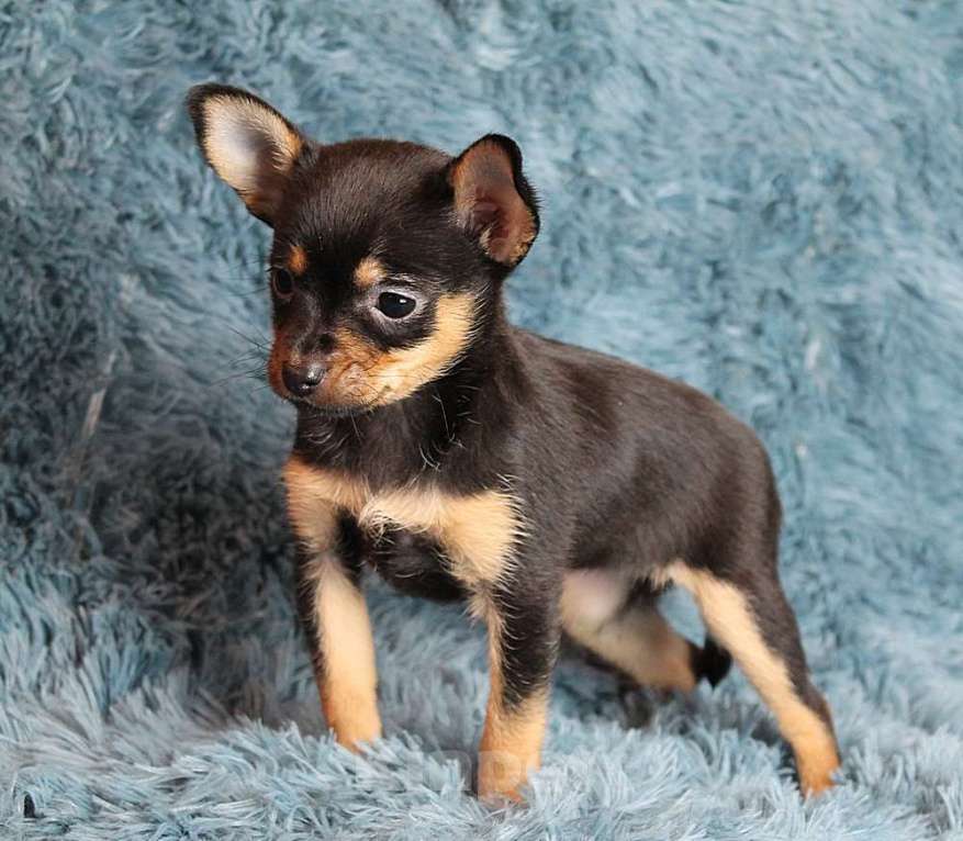 Собаки в Москве: Девочка русский той Девочка, 35 000 руб. - фото 5