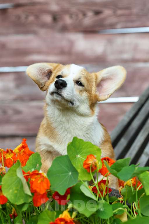 Собаки в Новосибирске: Великолепный щенок Вельш корги пемброк  Мальчик, 70 000 руб. - фото 3