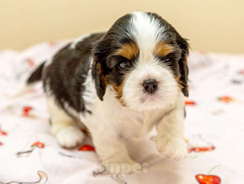 Собаки в Омске: Кавалер кинг чарльз мальчик Мальчик, 110 000 руб. - фото 3