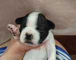 Собаки в Астрахани: Французский бульдог щенок Девочка, 20 000 руб. - фото 1