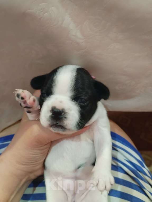 Собаки в Астрахани: Французский бульдог щенок Девочка, 20 000 руб. - фото 1